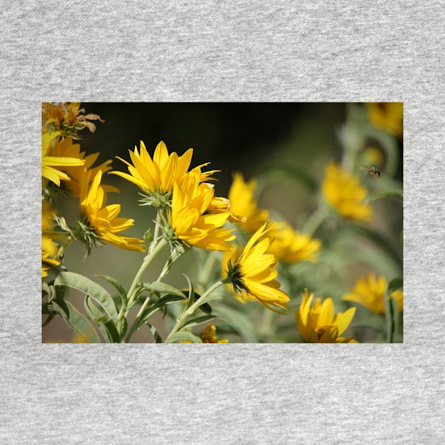 Windblown Sunflowers by photoclique